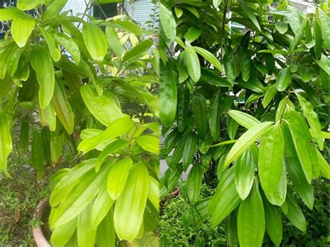 月桂樹種植|【月桂葉種植指南】瞭解月桂樹生長需求，種植出健康繁茂的香料。